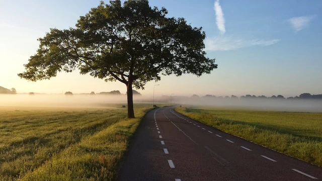Road with mist and tree