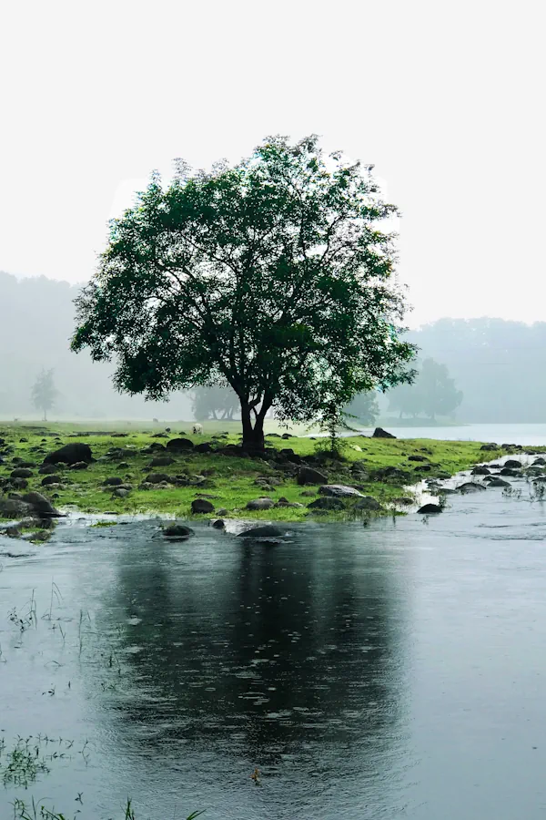 Tree by the river