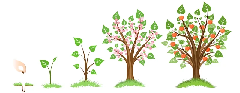 The growth stages of a tree: seed, seedling, sapling, and tree.