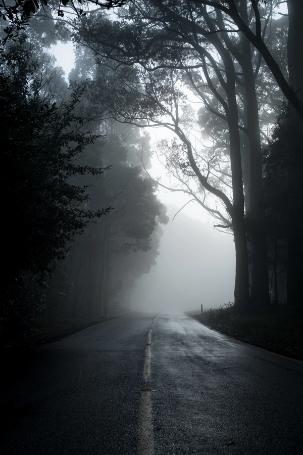 Dark misty road lined with trees