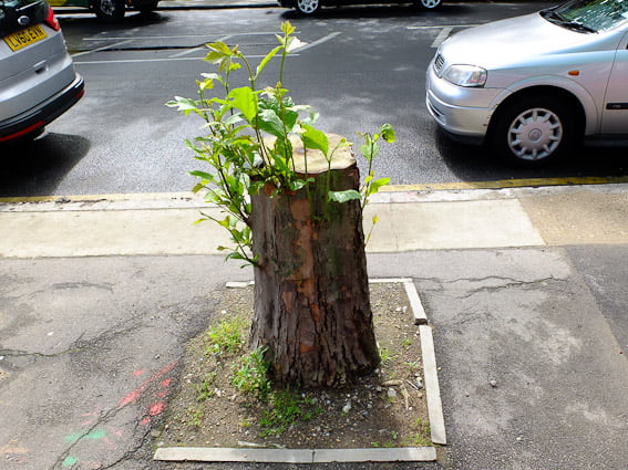 Cut-down tree stump sprouting again
