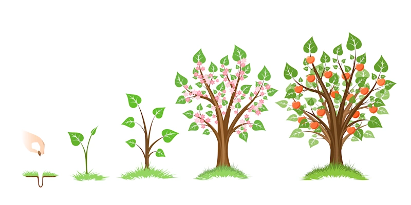 The growth stages of a tree: seed, seedling, sapling, and tree.
